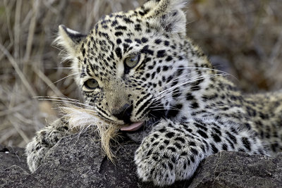 Female leopard Ndzilo 6 month old female cub