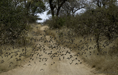 1000s of red billed queleas