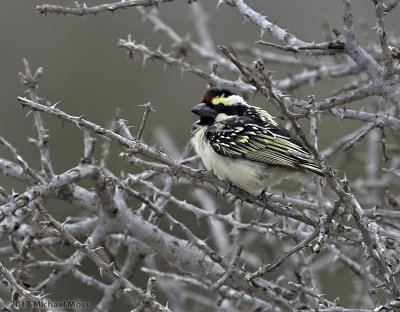 Acacia Pied Barbet
