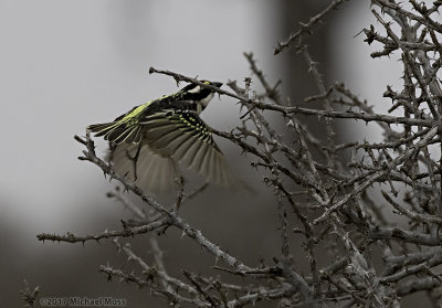 Acacia Pied Barbet in flight 