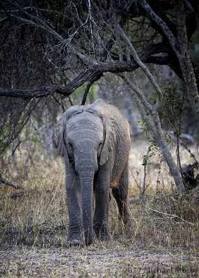 Baby Elephant 