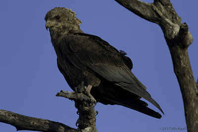 Bateluer Eagle juvenile