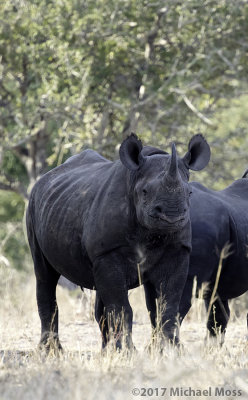 Black Rhino 
