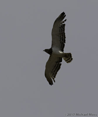 Black chested snake eagle 
