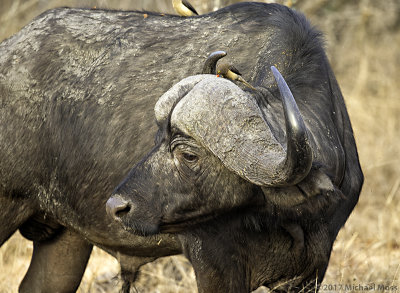 Buffalo bull with oxpecker 