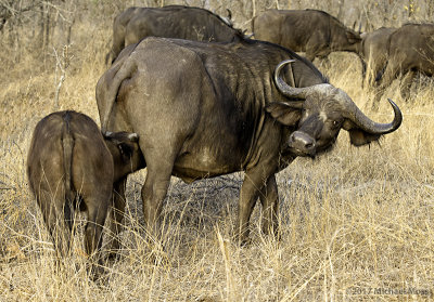Buffalo calf drinking milk 