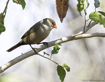 Common waxbill 
