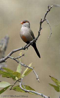 Common waxbill on branch