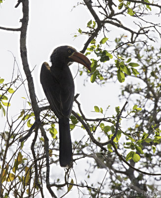 Crowned hornbill 