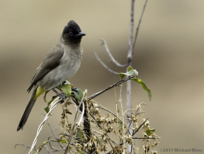 Dark Capped Bulbul 