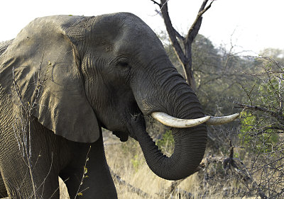 Elephant eating tree 