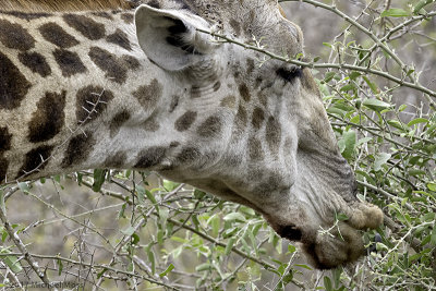 Giraffe eating close up 