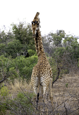 Giraffe fighting 