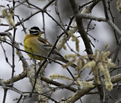Golden breasted bunting