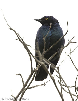 Greater Blue Eared Starling