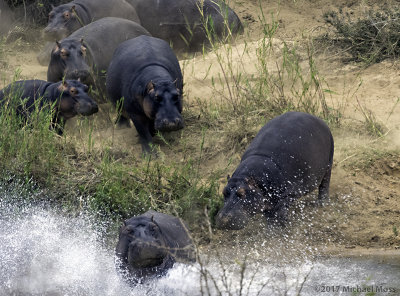 Hippos running into water