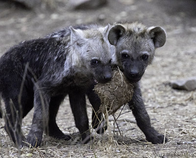 Hyena cubs with elephant dung 