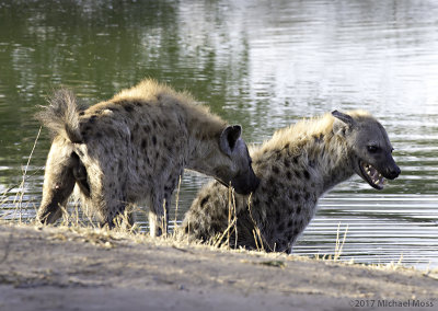 Hyena not happy with second hyena 