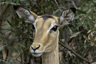 Impala portrait close up
