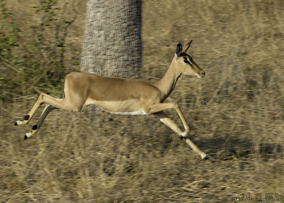 Impala running