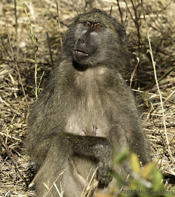 Baboon 