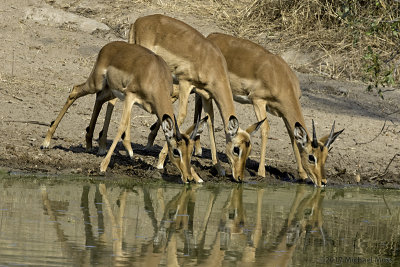 Impalas drinking Warthog Wallow 