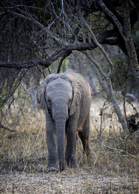 Baby Elephant 