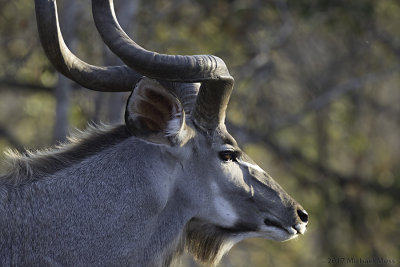 Kudu 