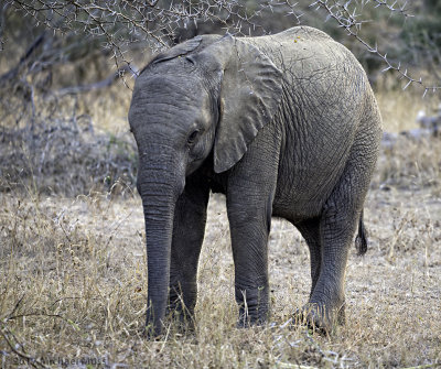 Baby Elephant