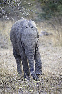 Baby Elephant