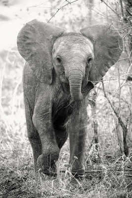 Baby Elephant