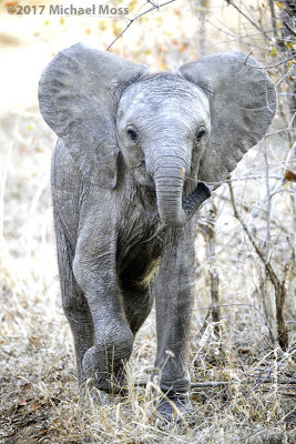 Baby Elephant