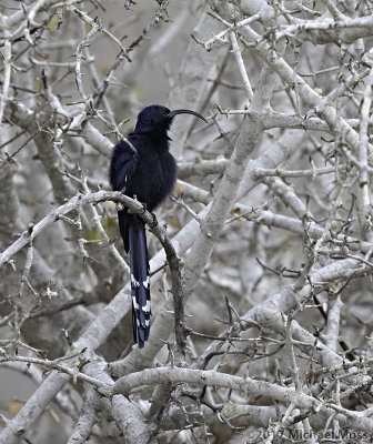 Common scimitarbill 