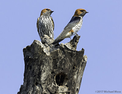 Lesster striped swallows