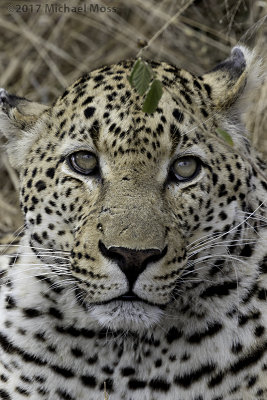 Mahlatini Male Leopard