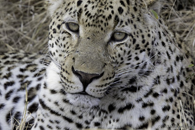 Mahlatini Male Leopard 