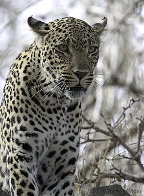 Ndzilo female leopard staring at hyena