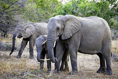Elephant mom and baby sharing stick