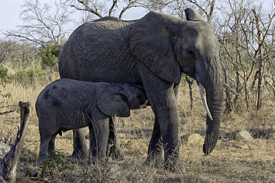 Elephant mon and baby LS