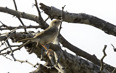 Rattling cisticola 
