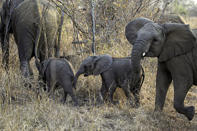Elephants crossing the road 