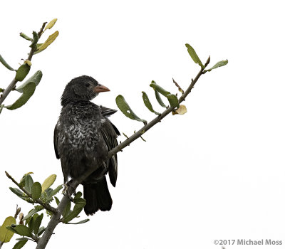 Red billed buffalo weaver 