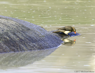 Red billed oxpecker hippo mirror