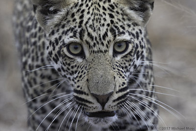 Schotia juvenile son leopard