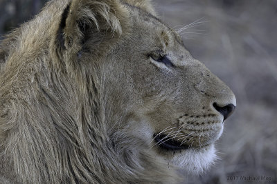 Southern Pride juvenile male