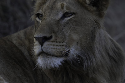 Southern Pride juvenile male