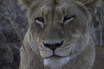 Southern Pride juvenile male 