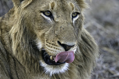 Southern Pride juvenile male tongue 