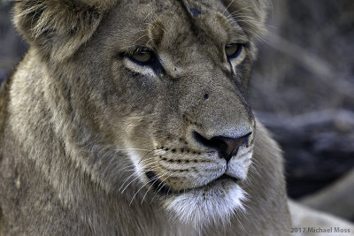 Southern Pride lioness