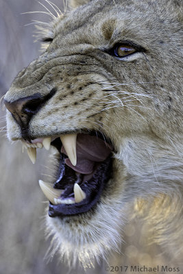 Southern Pride young male yawn